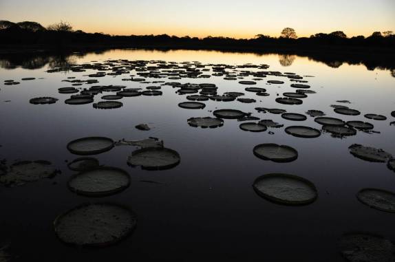 ùltimas luzes no lago das Vitórias-Régias, no hotel em Porto Jofre, no final da rodovia Transpantaneira, no Pantanal Norte, no Mato Grosso